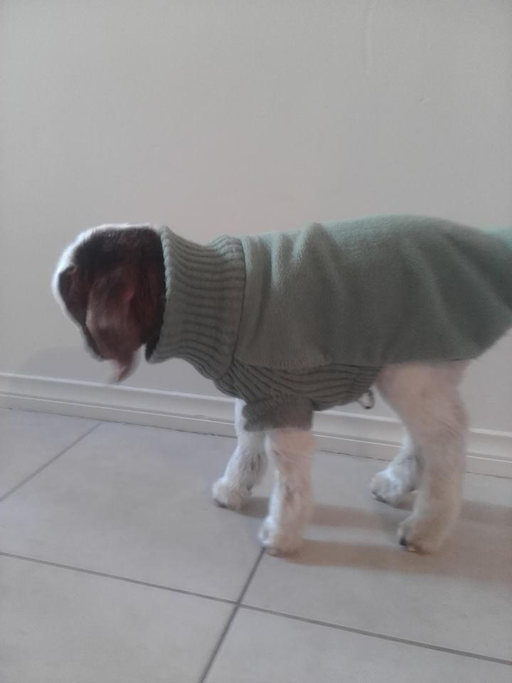 One of the goats standing a looking a lot healthier