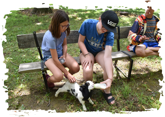 Baby Goat