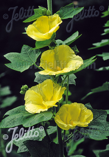 Alcea rosea (Hollyhock), Spotlight Yellow KL F1