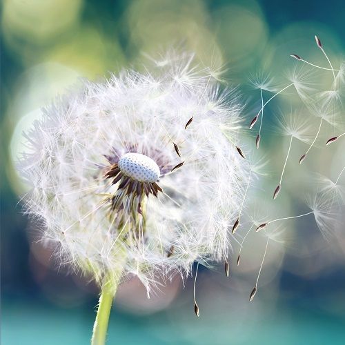 Elimina contaminantes