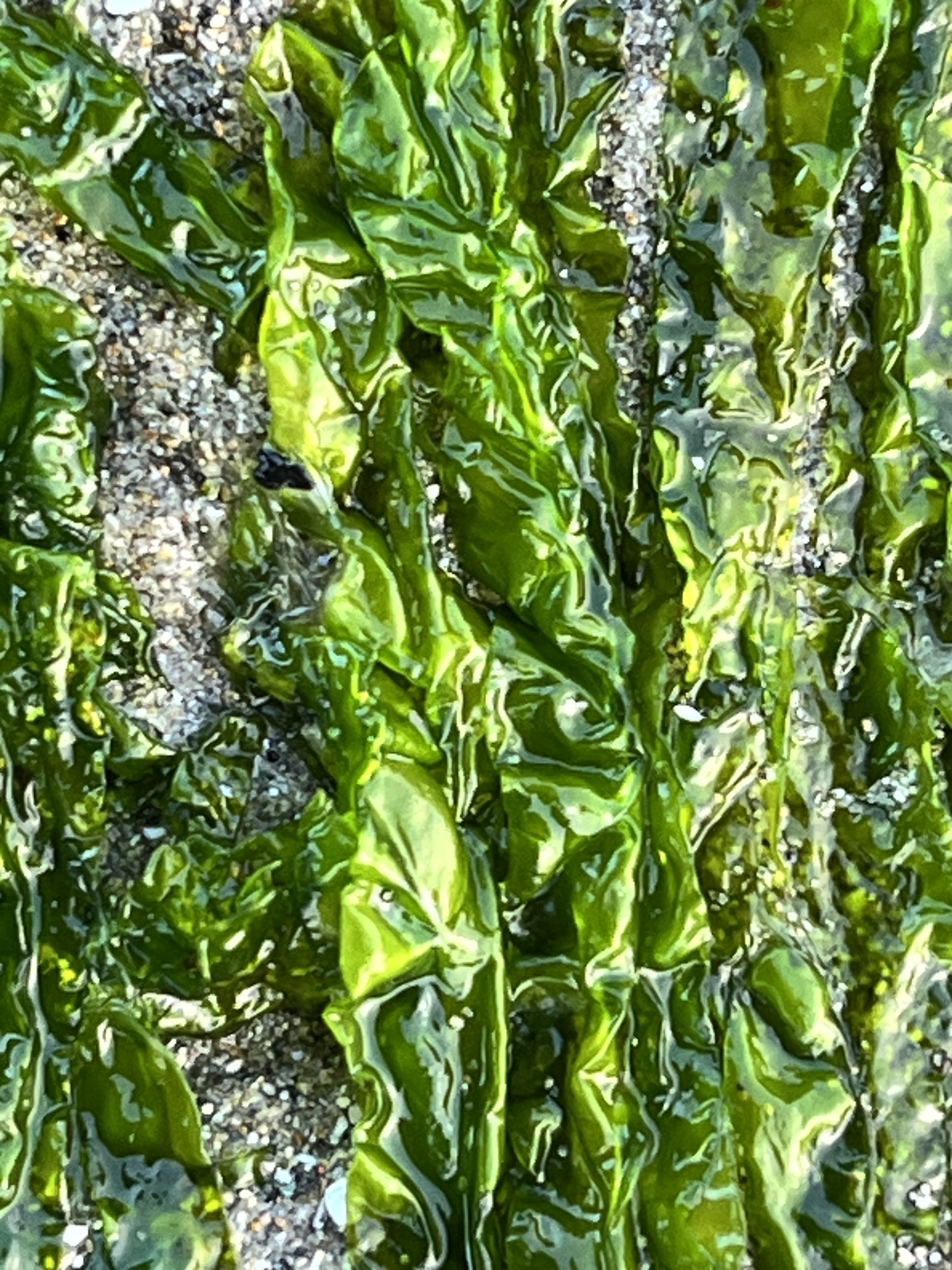 Sea Lettuce  aka Ulva intestinalis (formerly Ulva enteromorpha)