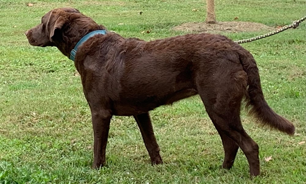 Alli: Chesapeake Bay Retriever