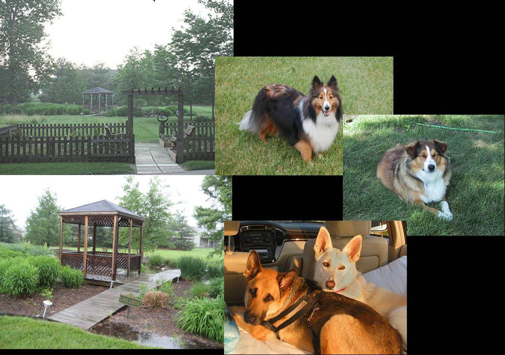 Client's photos of backyard; client requested gazebo, arbor, blooming flowers/plants, favorite pets to be included in painting. See following image below for the final painting.