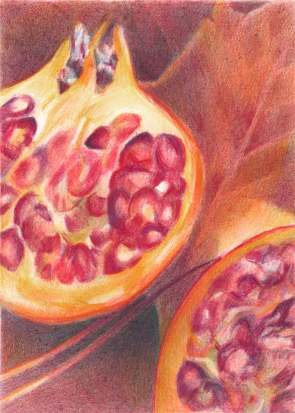 Pomegranate #1 (7" x 5") Coloured Pencils on Arches Hot Press Paper