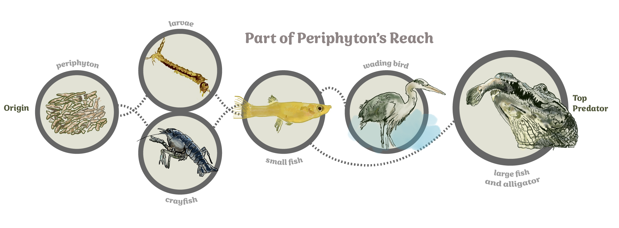 Food Web with Periphyton