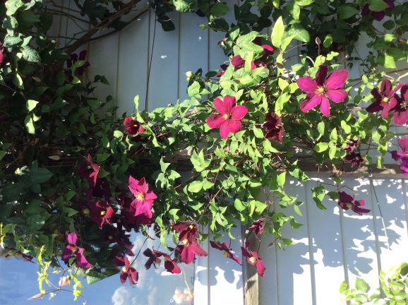 Evelyn's Coquitlam garden is currently loaded with 'bloomers', including this lovely clematis.