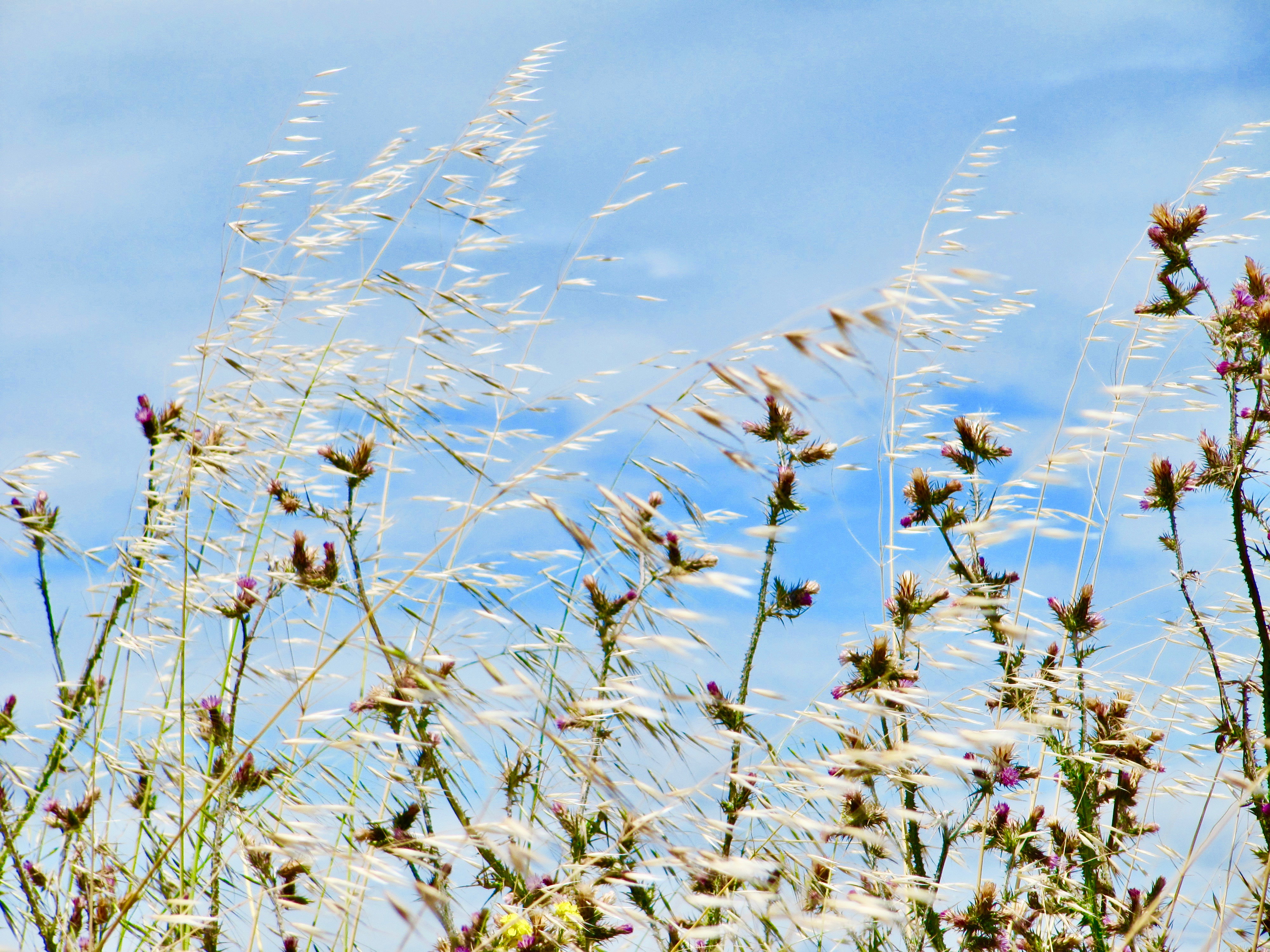 scape - series 1-7 2010