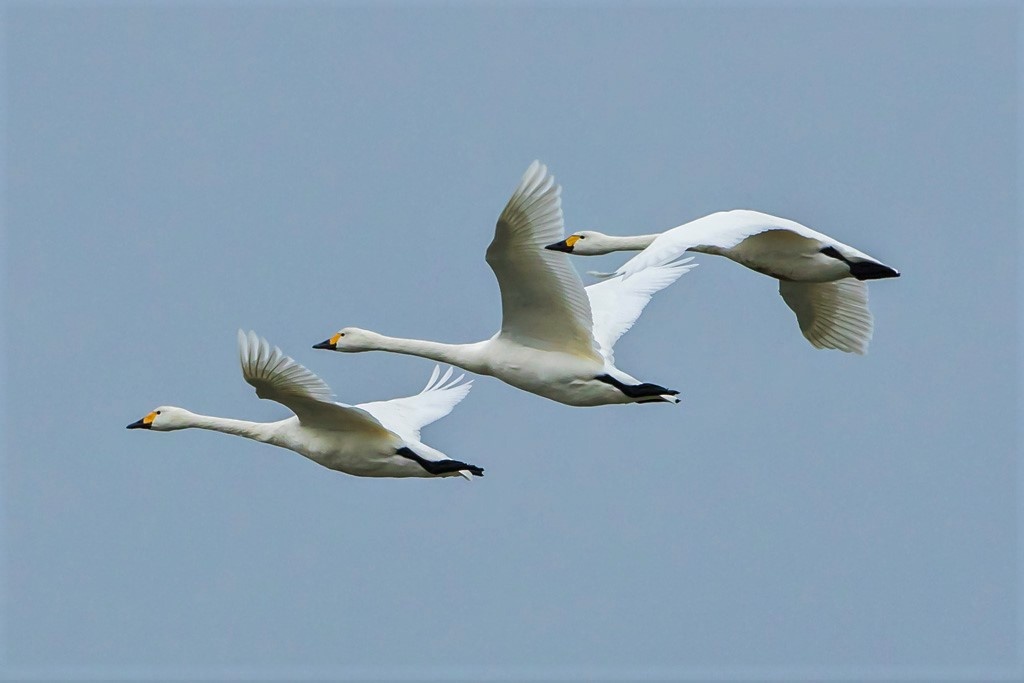 Bewick's Swans Flying