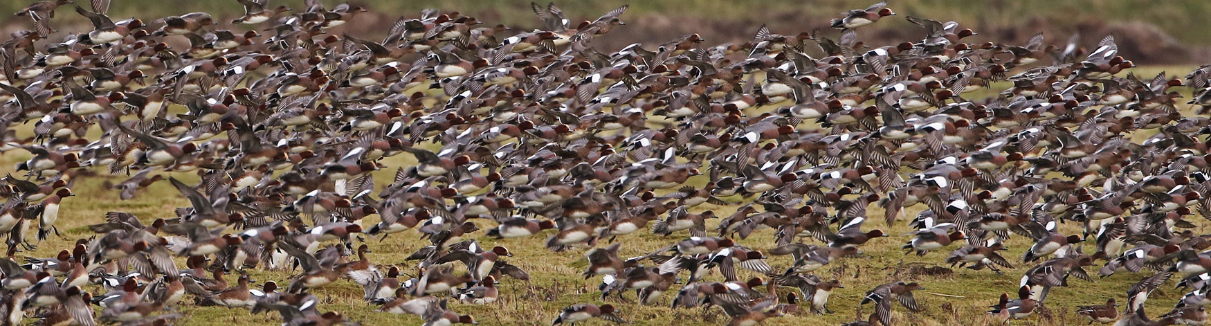 Wigeon Wigeon