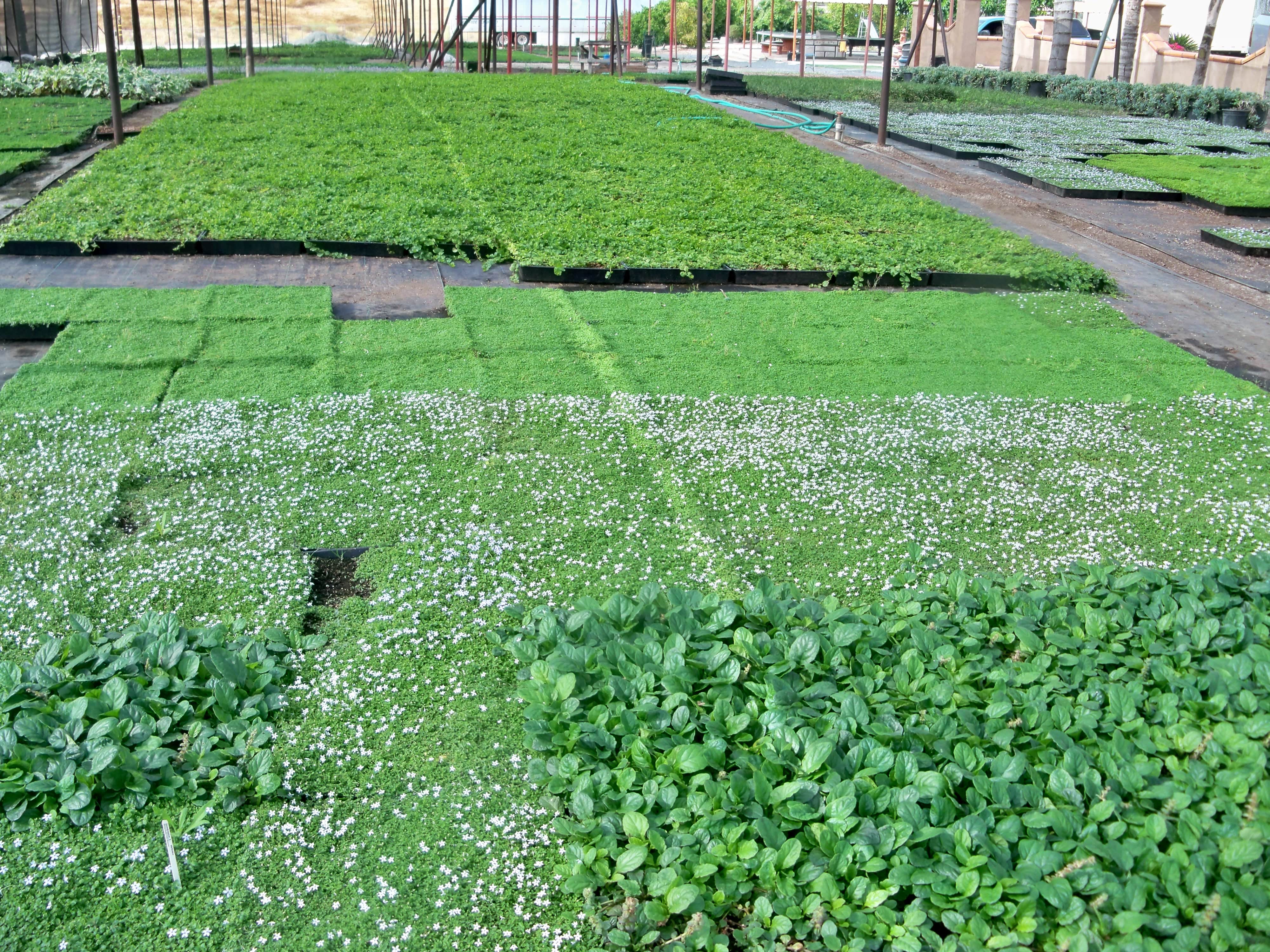 Various Plants and Flowers 12