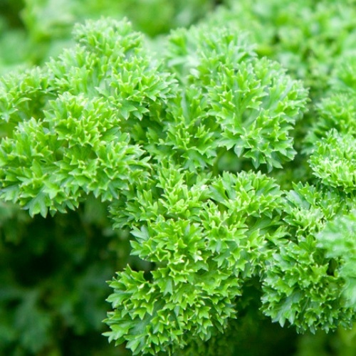 Parsley Triple curled