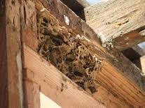Termite Damage