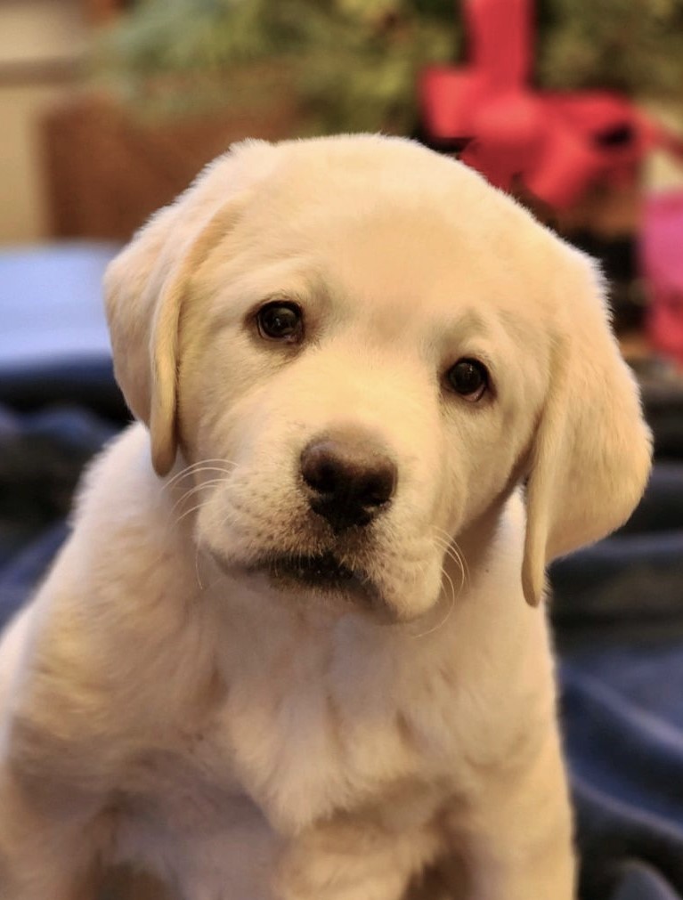 Puppy from
Addis & Chip