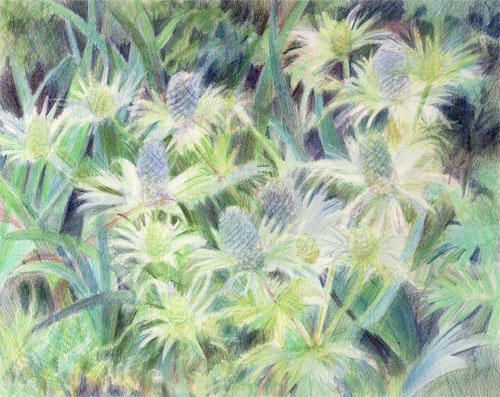 Sea Thistle (8"x10") coloured pencil on Arches HP