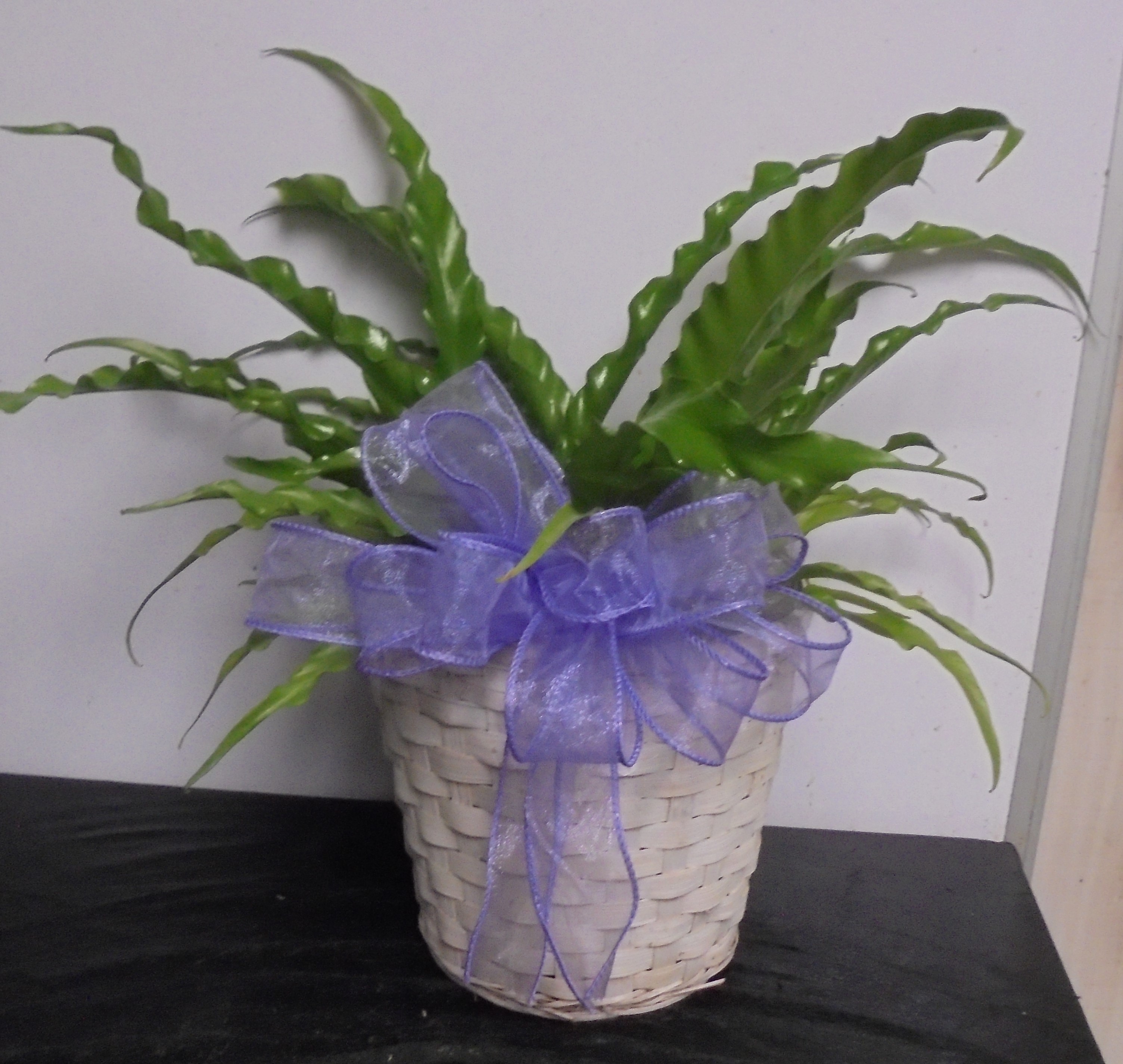 (17) Bird-Nest Fern Plant
$35.00