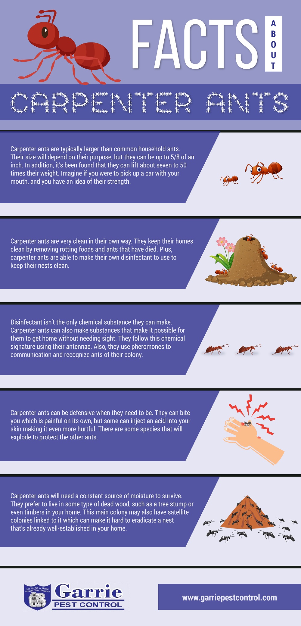 Facts about Carpenter Ants
