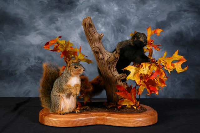 stuffed red squirrel taxidermy