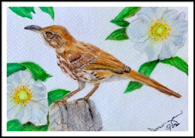 GA State Bird & Flower
Brown Thrasher & Cherokee Rose
4 x 6 Postcard
Cold Press Watercolor & OMS