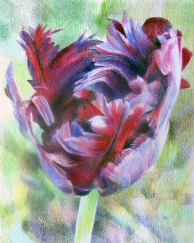 In Memory by Katherine Tyrrell (Coloured Pencil 10" x 8")