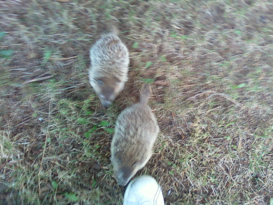 baby groundhogs exercising!