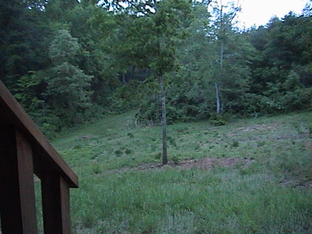 First Photo of the Backyard