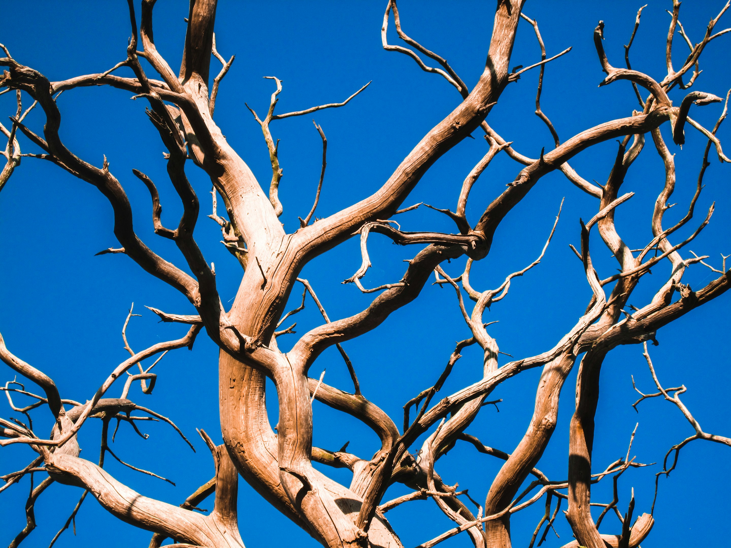 rama de árbol marrón bajo el cielo azul durante el día