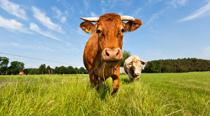 ASOCIACIÓN MEXICANA DE CRIADORES DE GANADO SUIZ-BÚ DE REGISTRO A.C. - ANIMALES  SUIZOS