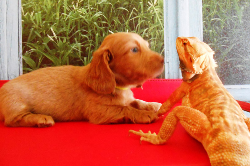 Dachshund puppy with a lizard