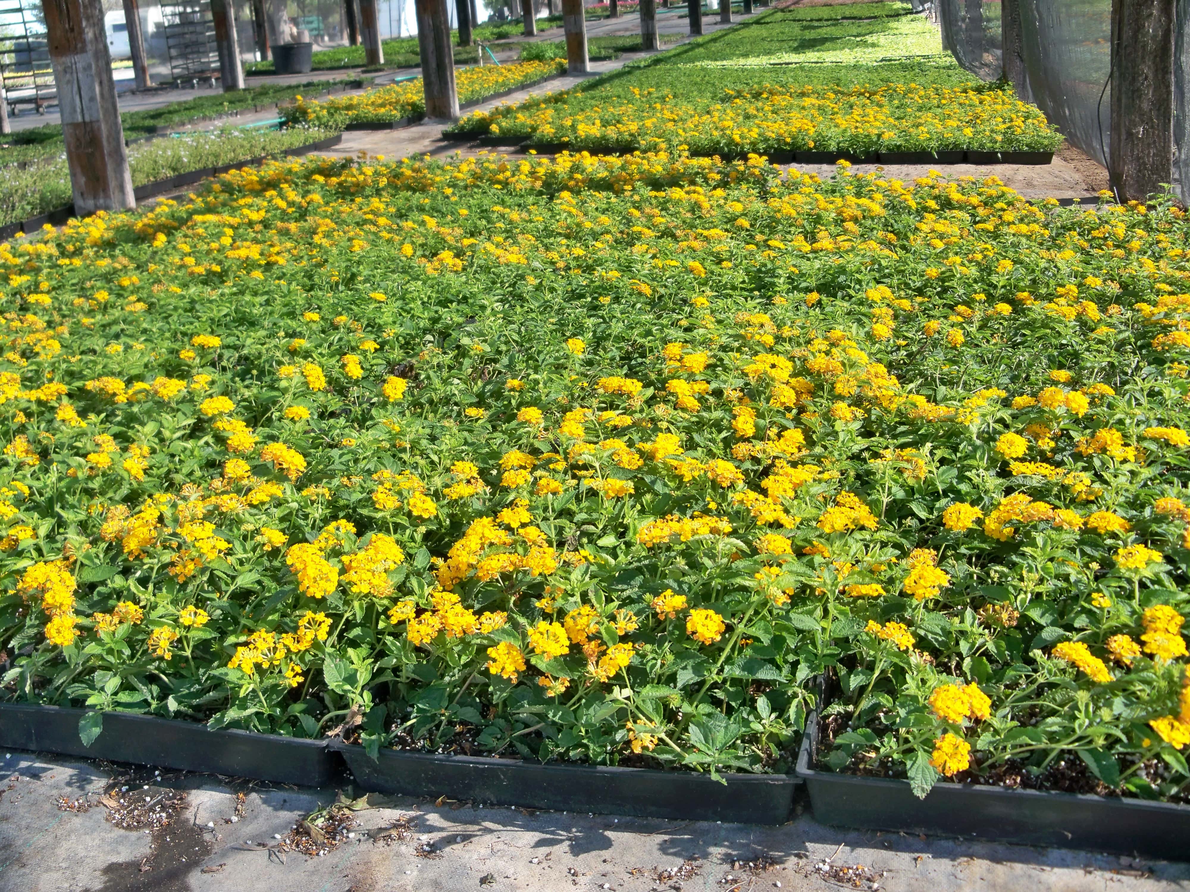 Yellow Flowering Plants
