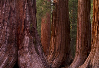 Red Wood Trees