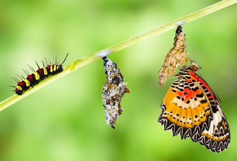 Leopard Lacewing Butterfly Life Cycle
