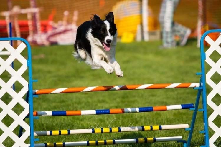 Calgary Agility Association Our Team Mates