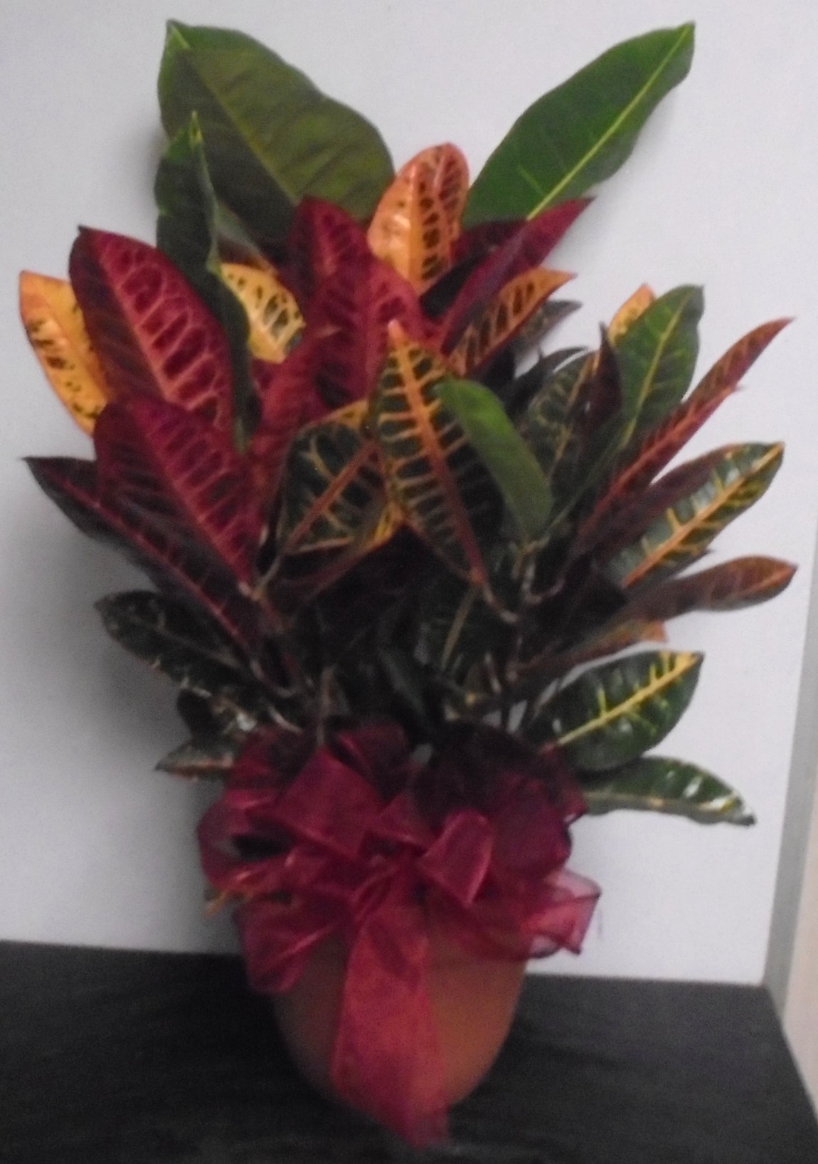 (4) Croton Plant
With Burgundy Bow
$45.00