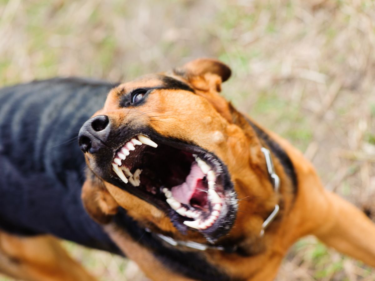 Aggressive dog bite