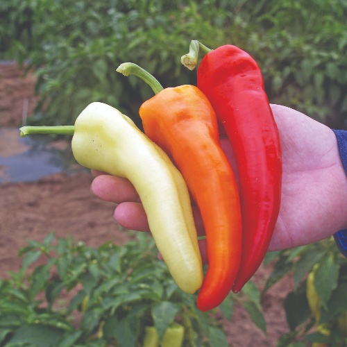 Pepper Stoked Pepper Stoked