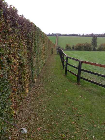 Hedge Cutting - Suffolk