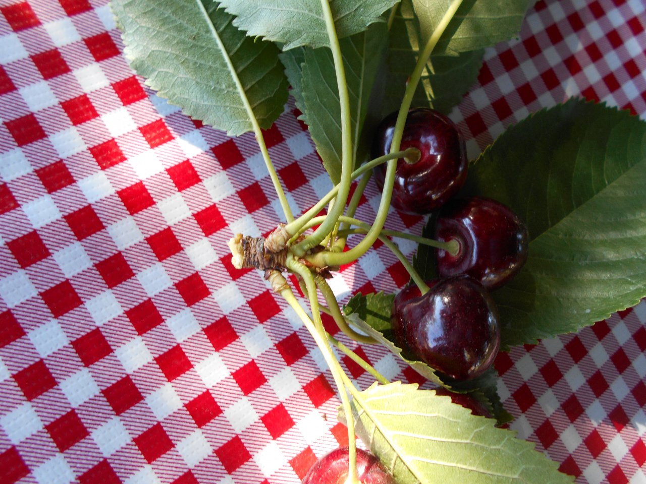 do not pick cherries with the spur and leaves, the wooden spur is where cherries will grow next year
