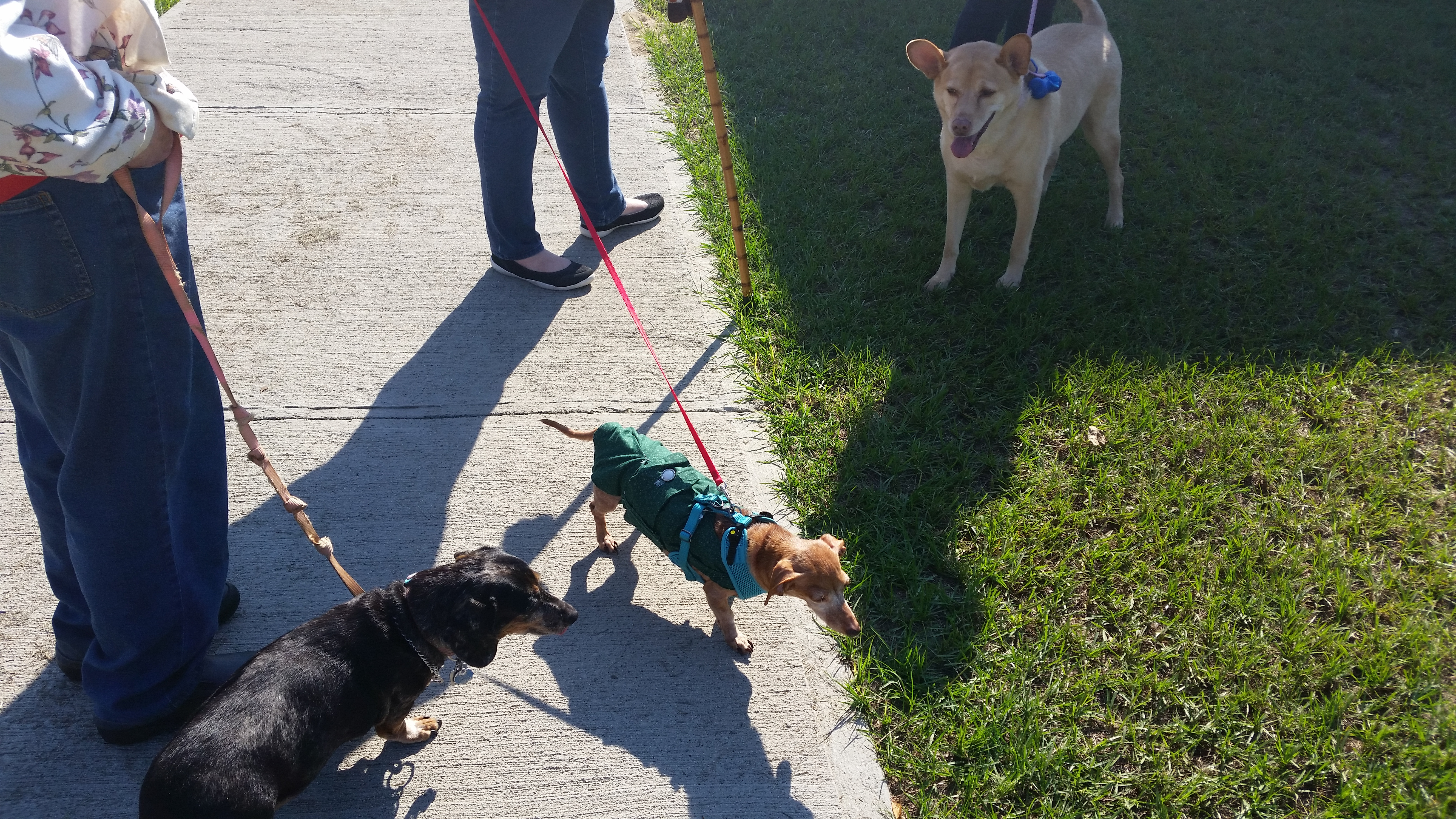 Blessing of the Animals 2018