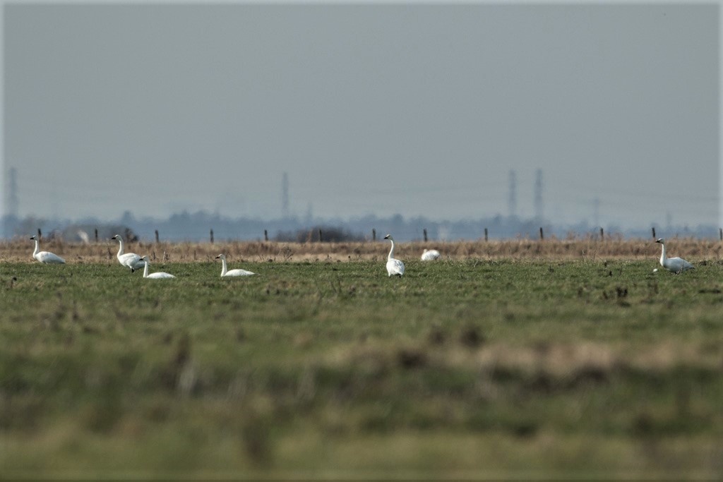 Bewick's Swans Feeding