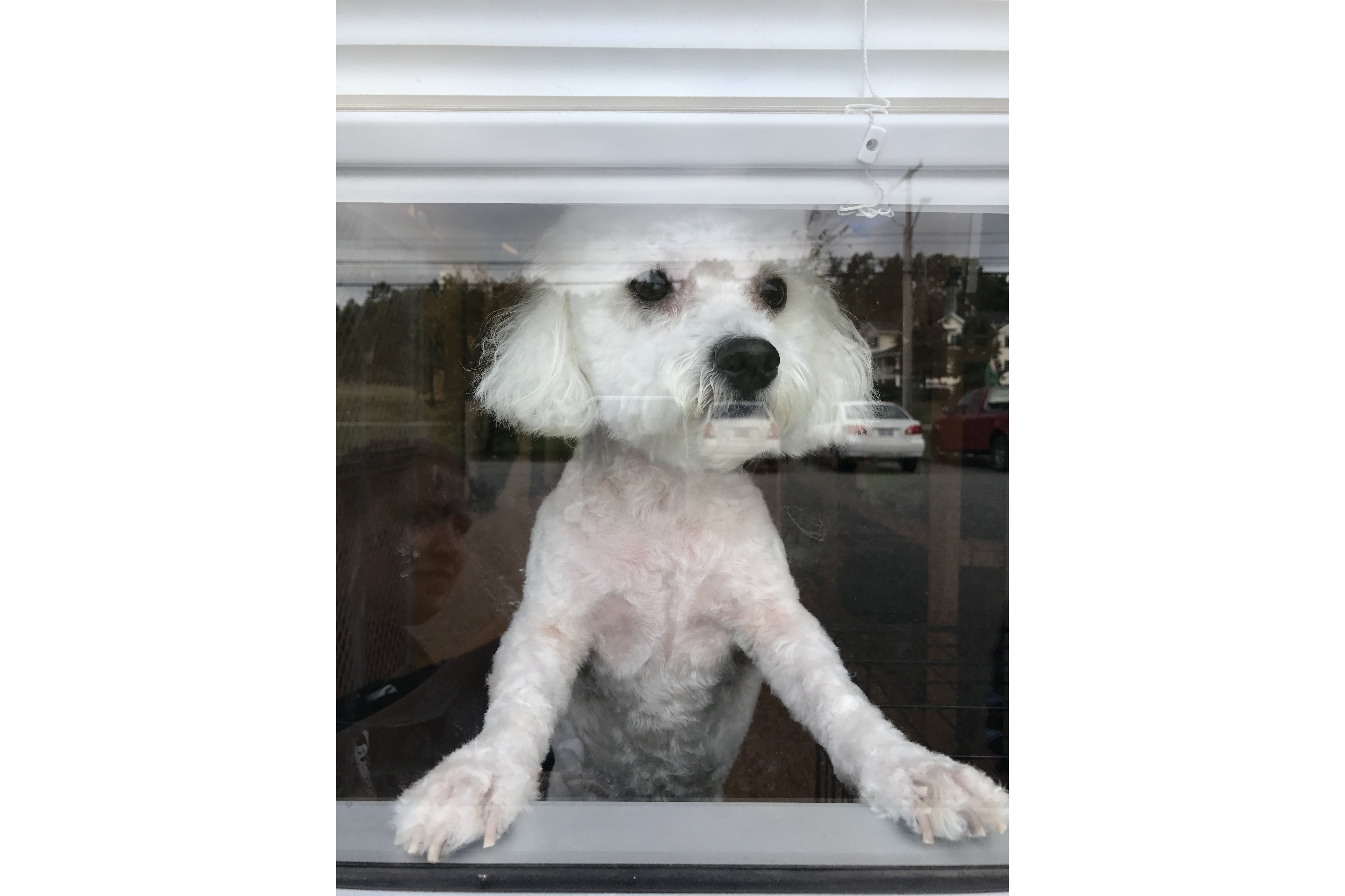 https://0201.nccdn.net/1_2/000/000/0a8/dea/puppy-in-the-window-6048x4032.jpg
