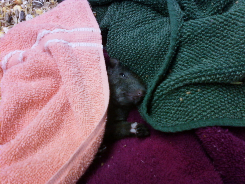 one of our tornado squirrels