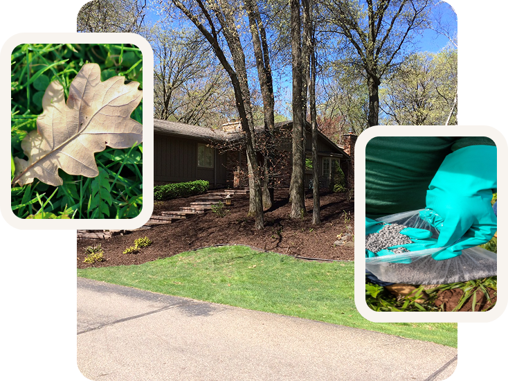 Landscaped yard with mulch all around