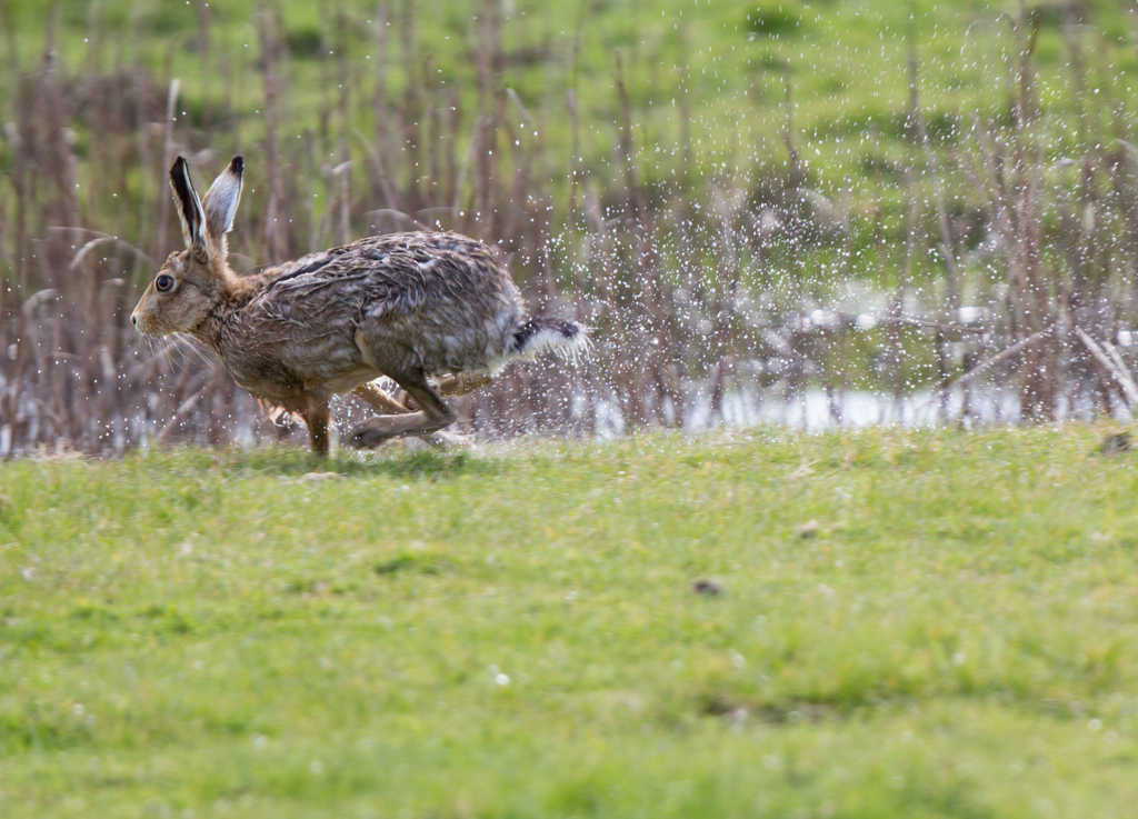 Hare on the move.