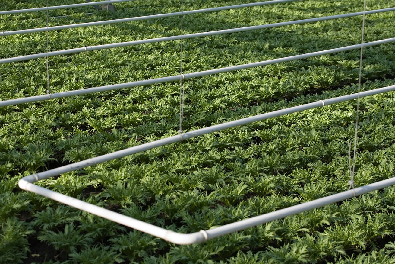 Aupa Mavari - Administración