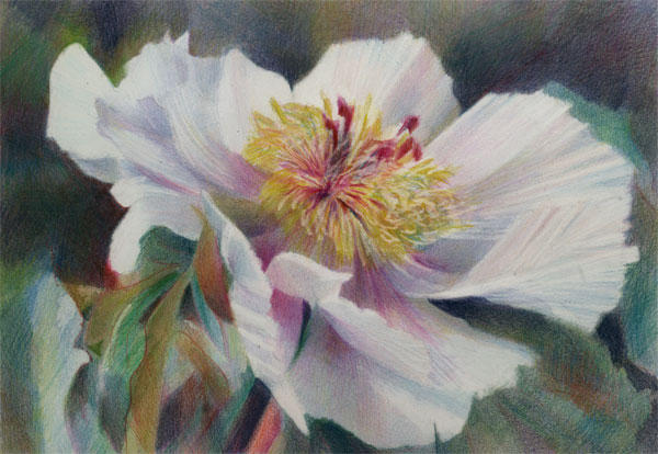 Single Peony by Katherine Tyrrell (Coloured Pencil 8.5" x 11.5")
