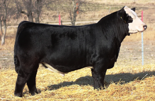 BLKS AI'D W/C LOCKDOWN