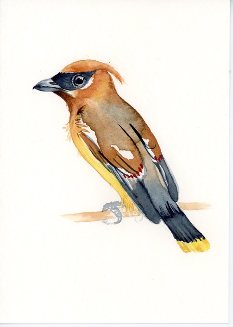 Thomas, Cedar Waxwing, 7" x 5" WC