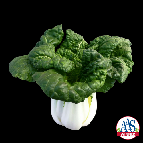 Pak Choi Asian Delight Pak Choi Asian Delight