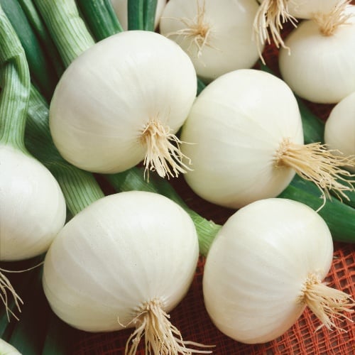Onion Crystal White Max Onion Crystal White Max