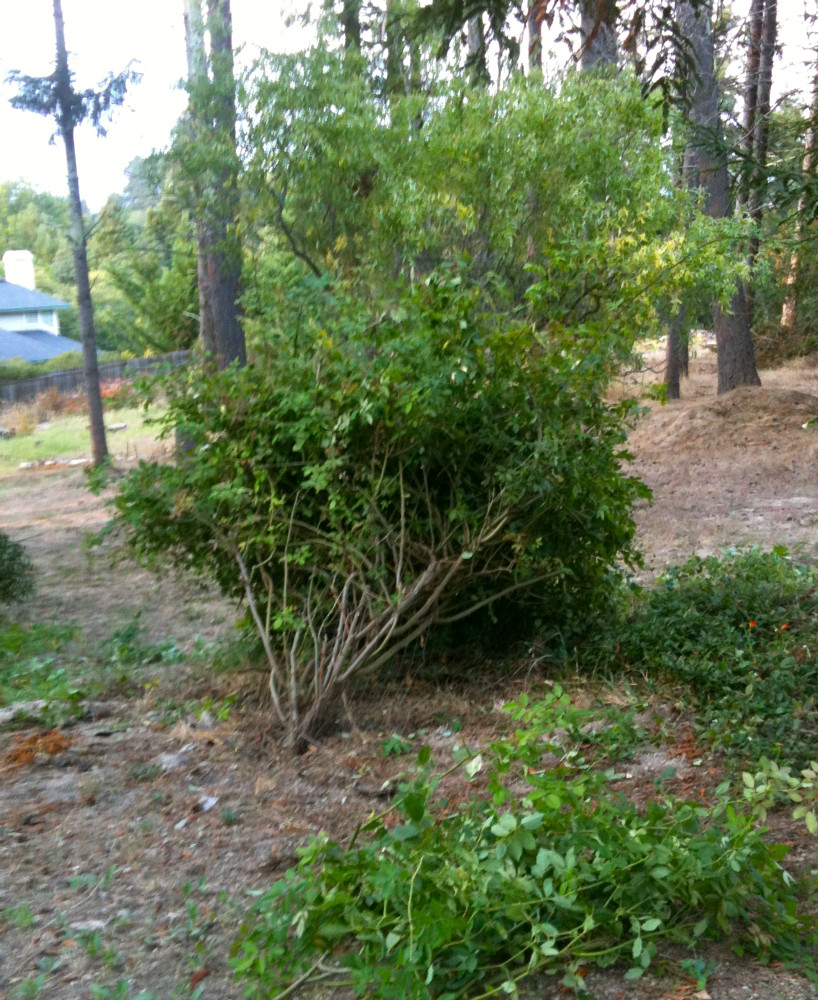 BEFORE - top heavy Rose bush in need of heavy pruning.